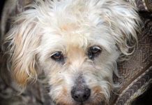 Ritrovato un cane scappato nove anni fa Muffy, il cane ritrovato dopo nove anni (internet)