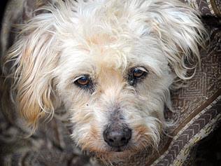 Muffy, il cane ritrovato dopo nove anni (internet) Muffy, il cane ritrovato dopo nove anni (internet)