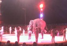 Difendiamo il circo con gli animali.