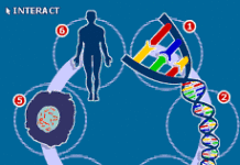 BIOLOGIA Prove di vita sintetica Una cellula batterica controllata da un genoma sintetico