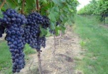 L’orgoglio italiano in un bicchiere Intervista a Nicola Lovato dell’azienda vinocola Santa Margherita santa-margherita-