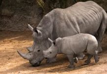 Salviamo il rinoceronte rinoceronte