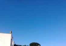PUGLIA: IN PERICOLO GLI ULIVI SECOLARI Salento
