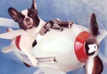 Come portare animali in UK: Ecco alcune regole da sapere