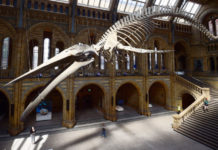 Addio Dippy. Il Museo di Storia Naturale dà il benvenuto a Hope, il mostro degli abissi