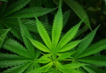Medicinali a base di cannabis legalizzati nel Regno Unito entro questo autunno