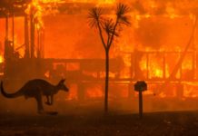 Australia: mezzo miliardo di animali, morti, puo’ essere l’inizio della apocalisse?