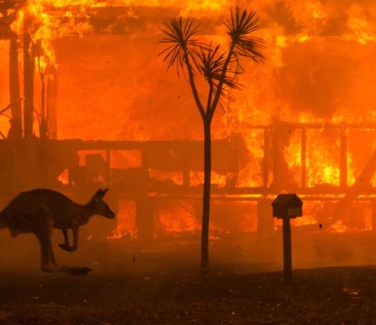Australia: mezzo miliardo di animali, morti, puo’ essere l’inizio della apocalisse?