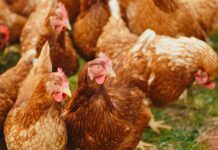 “Chicken King” preavvisa un alto aumento nelle vendite del pollo