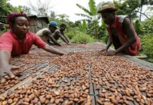 Pasqua: da dove viene il cioccolato che ci mangiamo? Spesso ci sono storie che nessuno racconta italoeuropeo- LondonONEradio cioccolato